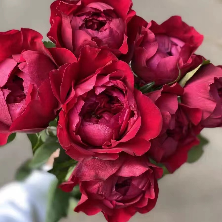 【芍药红】 peony red 网红深红自带珠光玫瑰花苗月季多季开