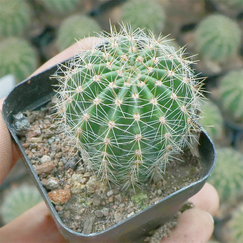 彩草仙人球实生组合套餐多肉植物盆栽室内仙人掌开花花卉大颗新手