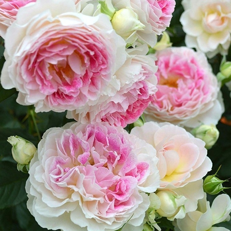 假日岛芍药根西灌木月季