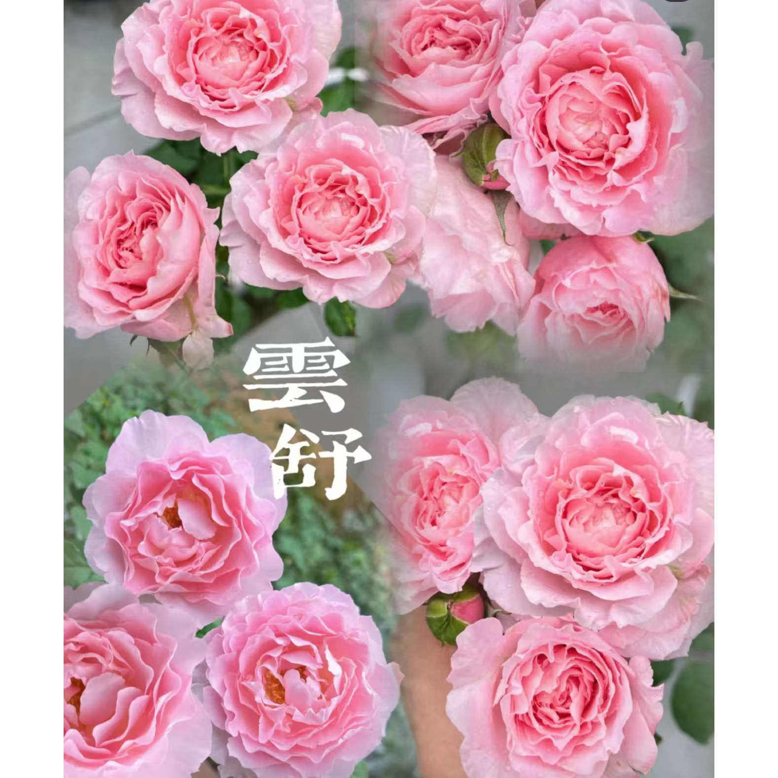 云舒 月季花苗粉色丰花香味灌木 多季节开花 阳台庭院盆栽花卉,鲜花速递/花卉仿真/绿植园艺,月季/蔷薇/玫瑰,淘宝优惠券,粉丝福利购,淘宝优惠卷