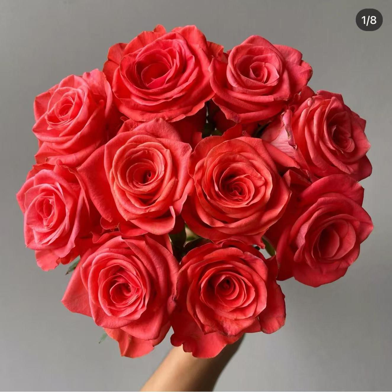 【金色交响曲】金橘色高杯大花小苗盆栽地栽多季开花带土发货