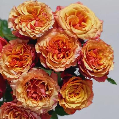 西班牙热情 月季花苗切花高脚杯玫瑰四季栽植庭院阳台耐热