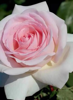 园艺王子 灌木月季 ADR认证 抗病长势强 mei昂出品