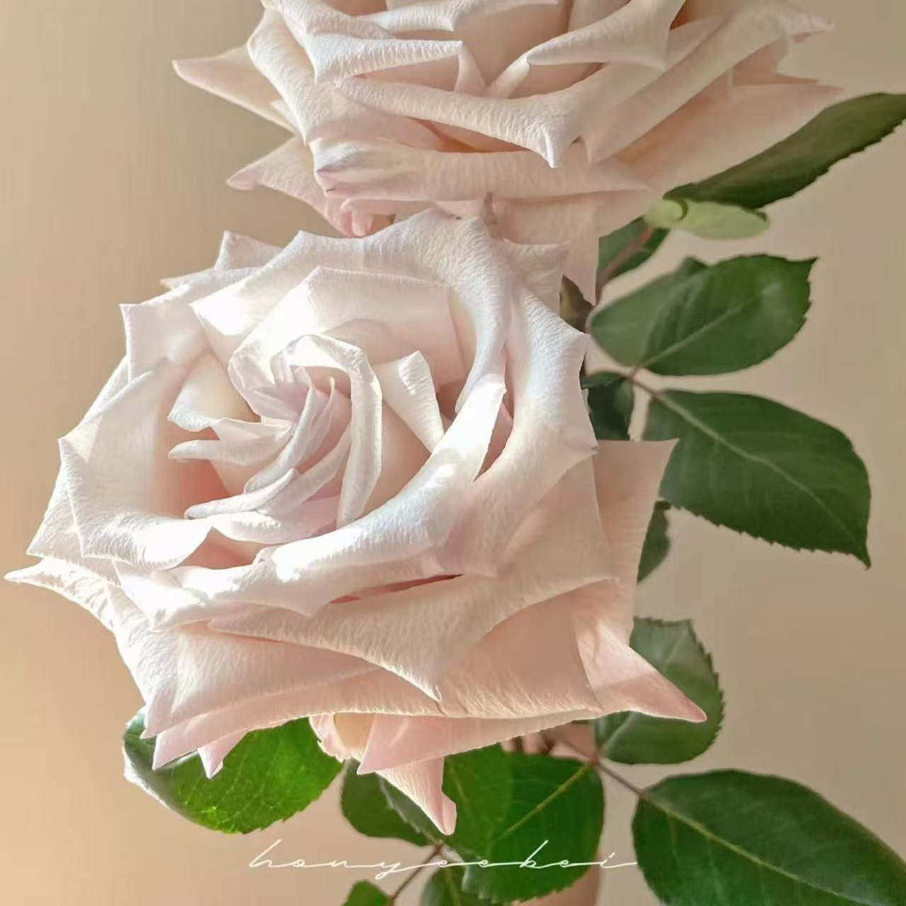 【银色沙子】新品切花月季盆栽庭院植物多季开花,鲜花速递/花卉仿真/绿植园艺,月季/蔷薇/玫瑰,淘宝优惠券,粉丝福利购,淘宝优惠卷