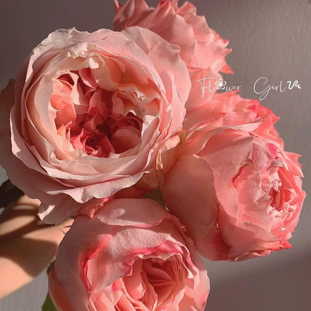 樱花公主月季花苗玫瑰多季开花