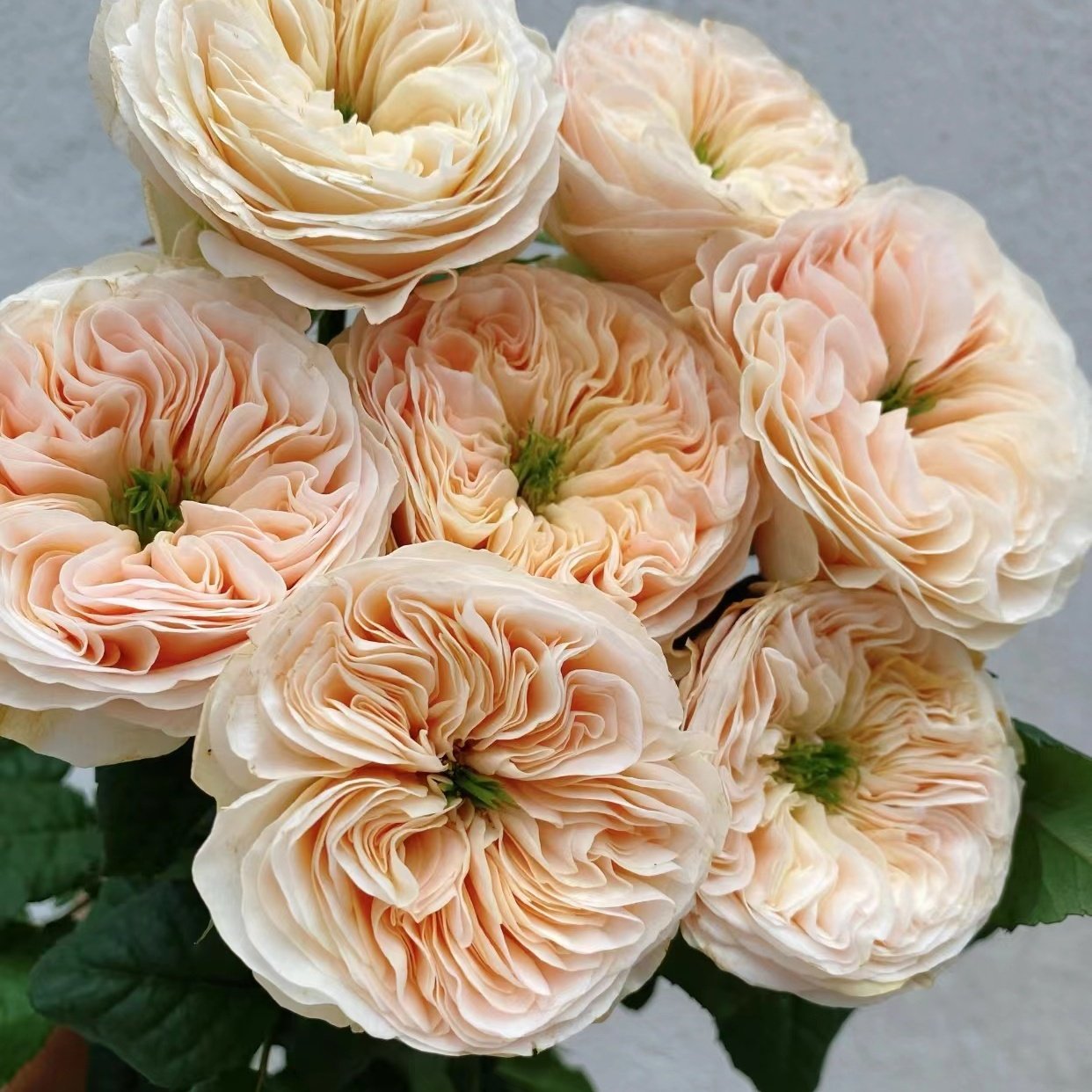【斯坦利修道院】月季 Wans Roses 灌木大花 杏色 切花玫瑰 抗病