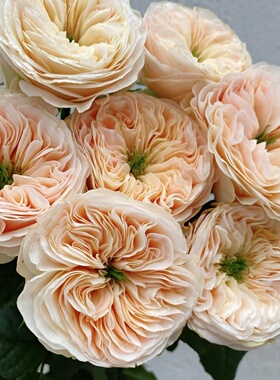 【斯坦利修道院】月季 Wans Roses 灌木大花 杏色 切花玫瑰 抗病