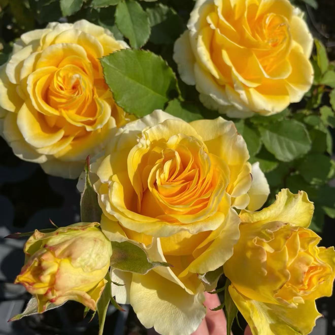 贝壳月季花苗黄色月季大花香