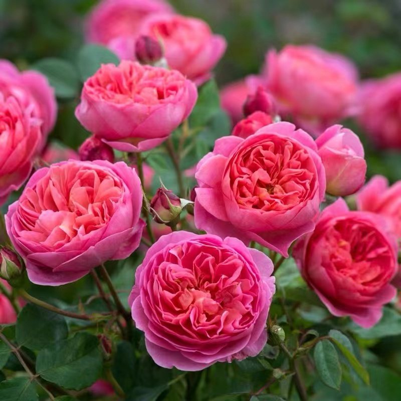 【科贝尔】英国奥斯汀欧月季耐热四季庭院盆栽灌木植物卉,鲜花速递/花卉仿真/绿植园艺,月季/蔷薇/玫瑰,淘宝优惠券,粉丝福利购,淘宝优惠卷