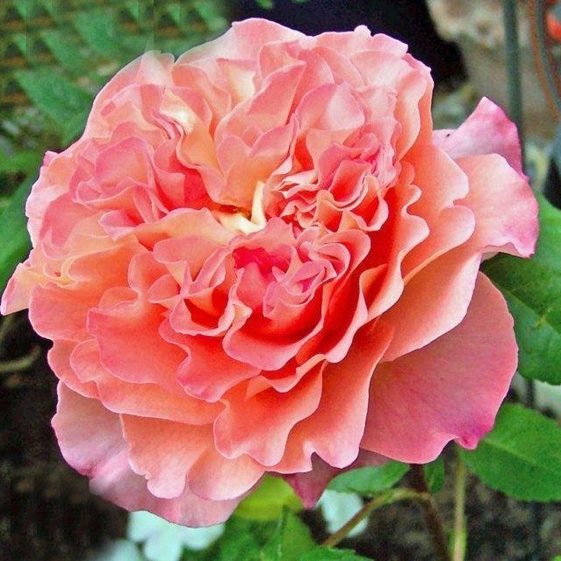 奥古斯塔路易斯 augusta luise欧洲月季花苗盆栽庭院浓香花卉欧月