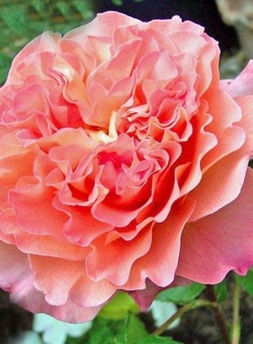 奥古斯塔路易斯 Augusta Luise欧洲月季花苗盆栽庭院浓香花卉欧月