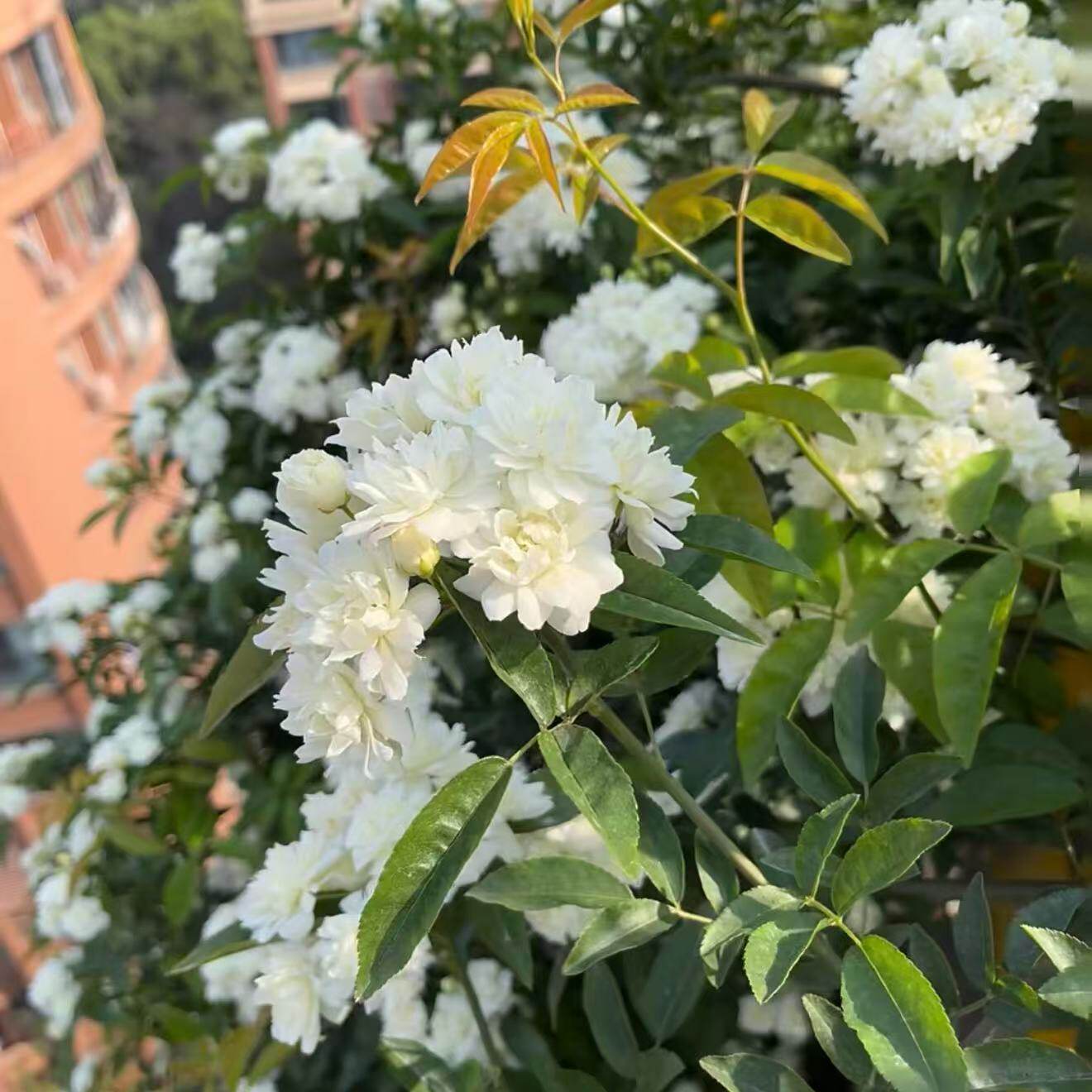 白木香 爬藤植物花卉重瓣木香树苗蔷薇阳台庭院地栽盆栽耐寒耐热