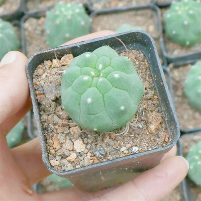 奇仙玉仙人球盆栽多肉植物仙人球小盆栽室内开花多季种绿植肉肉