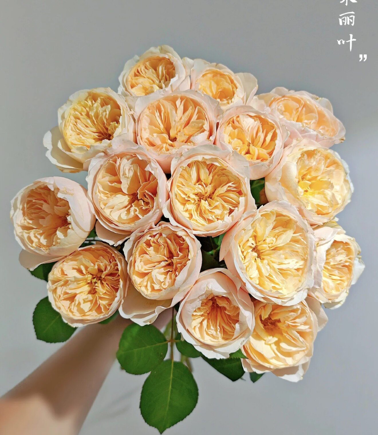 朱丽叶 扦插花苗 淡香直立 经典花型 切花 朱奥斯汀月季花苗 盆栽