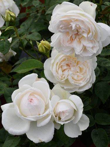 波莱罗月季扦插花苗浓香大花