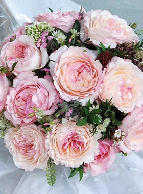 凯拉 奥斯汀切花玫瑰 月季花苗 白色粉边颜色因日照变化带土发货