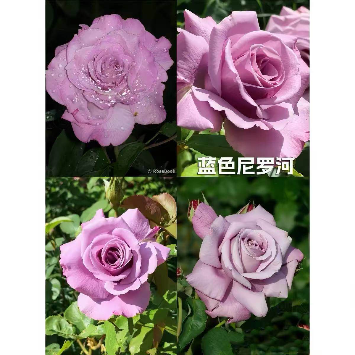 新品 蓝色尼罗河 月季花苗重瓣大花灌木切花月季庭院阳台盆栽