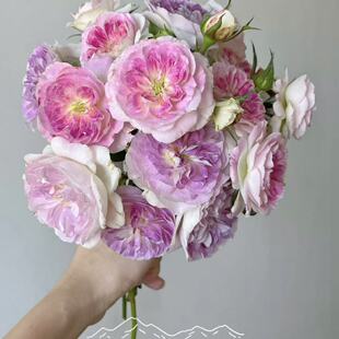 瑟西木村卓功 月季花苗多头耐开阳台庭院盆栽花卉植物玫瑰