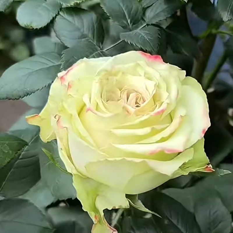 催眠术绿色切花灌木大花月季