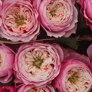 诺桑觉寺月季 简司拜克 灌木大花 切花玫瑰 粉色绿芯 直立 花期长