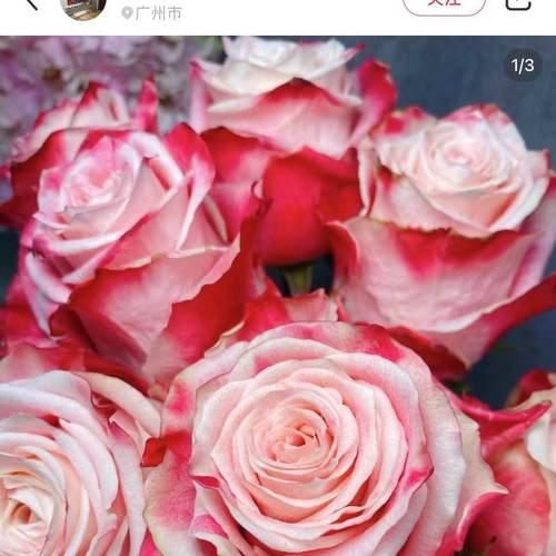 新品帽子/秀波 切花玫瑰