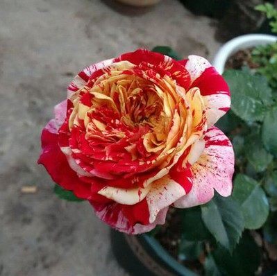 全美魔术 条纹系列多花灌木月季花苗阳台庭院楼顶盆栽多季开花