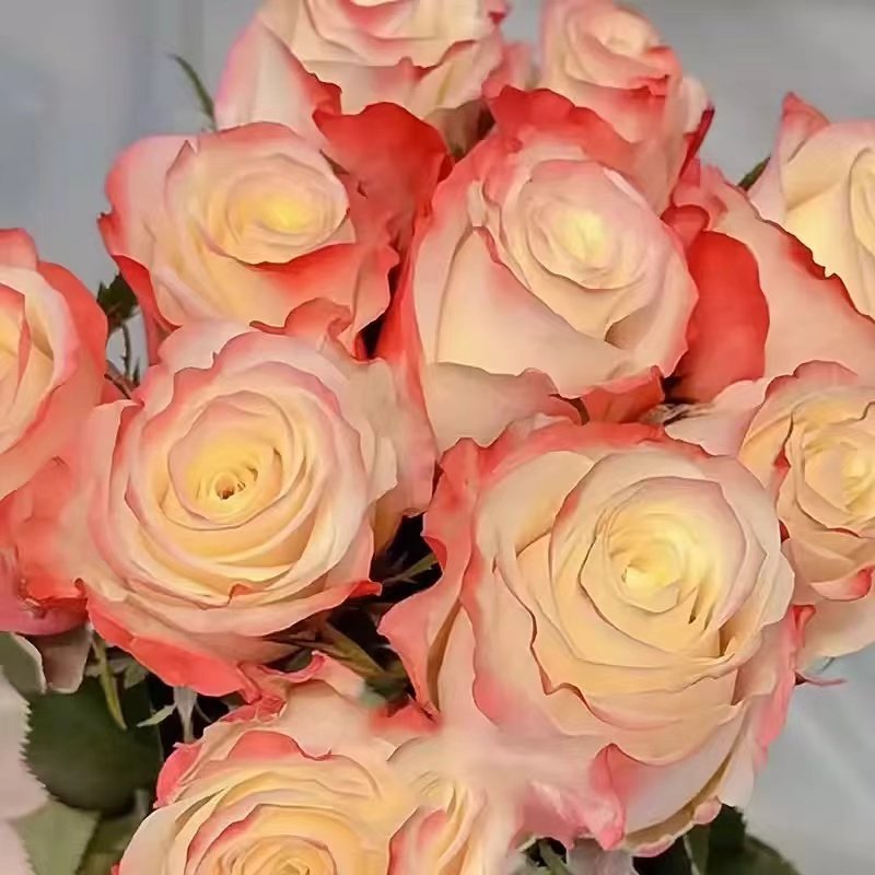 【生活方式】月季 灌木大花 切花玫瑰 直立勤花 抗病耐开