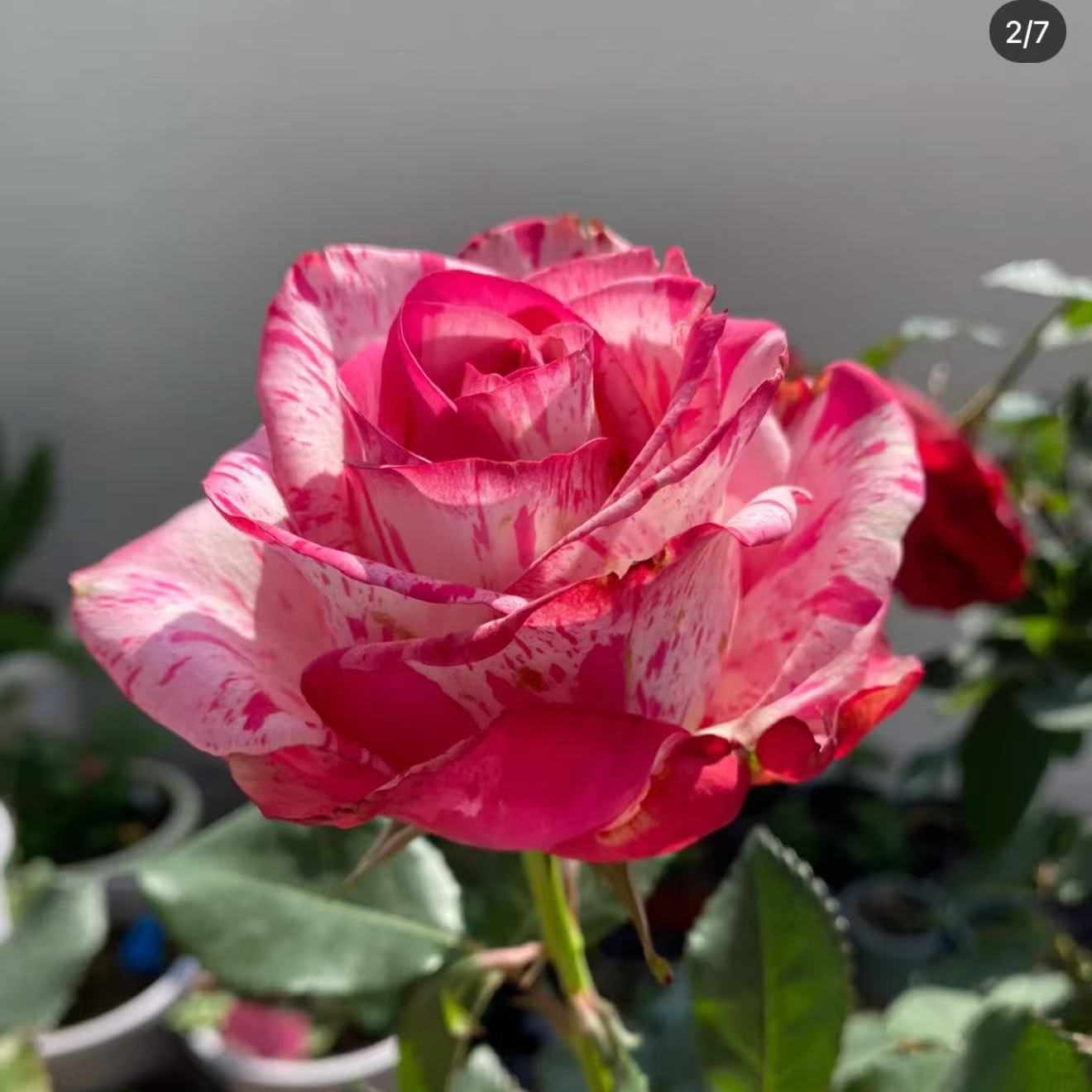 阳台盆栽月季庭院地栽耐寒耐旱