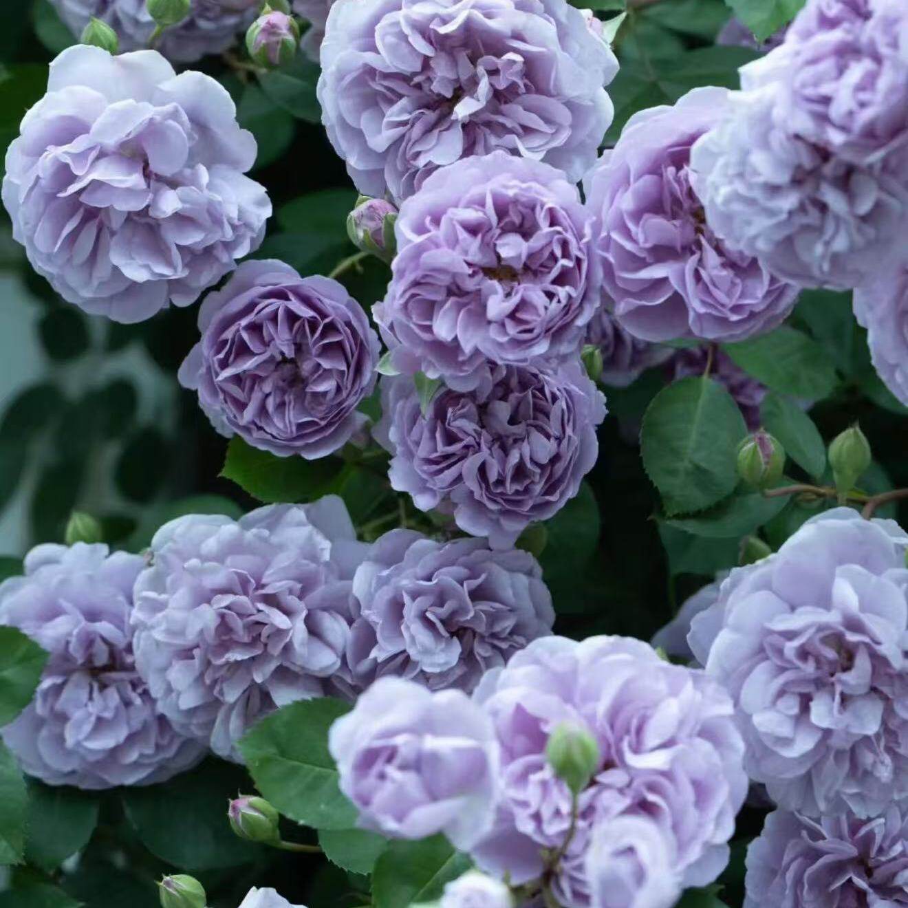 蓝色阴雨月季扦插花苗