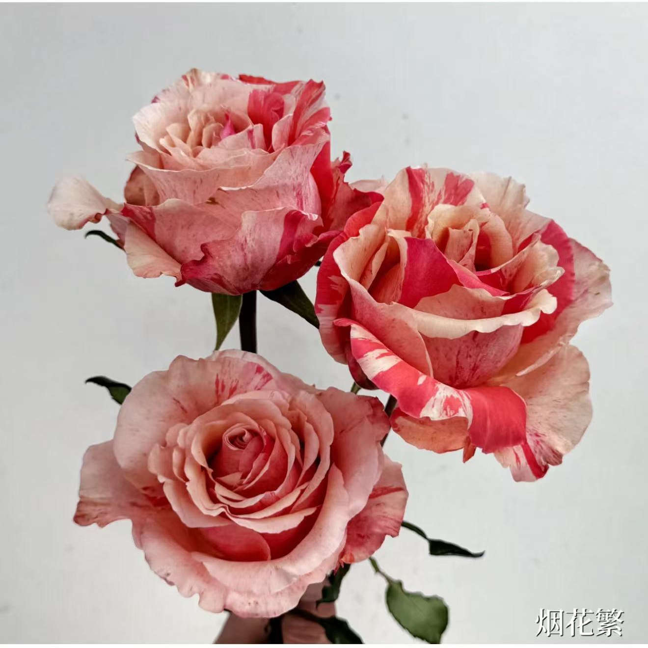 【烟花繁】月季 切花品种 灌木大花 橙黄复色 玫瑰 直立 勤花抗病