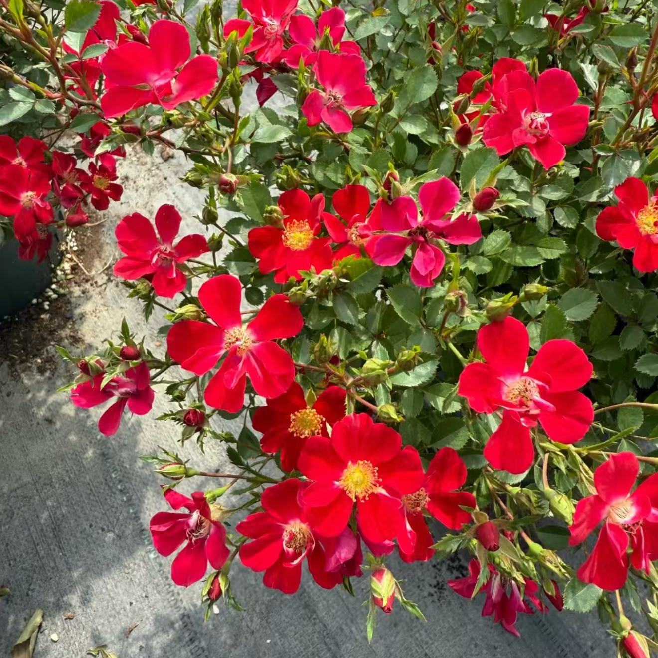 新品【红一重】微型理想的金月季藤本绿植花卉 盆栽月季花