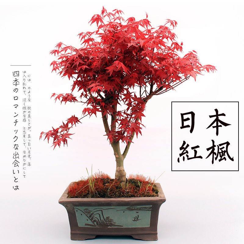 日本红枫盆景老桩四季红舞姬盆栽中国红三季常年红正宗黄金枫树苗