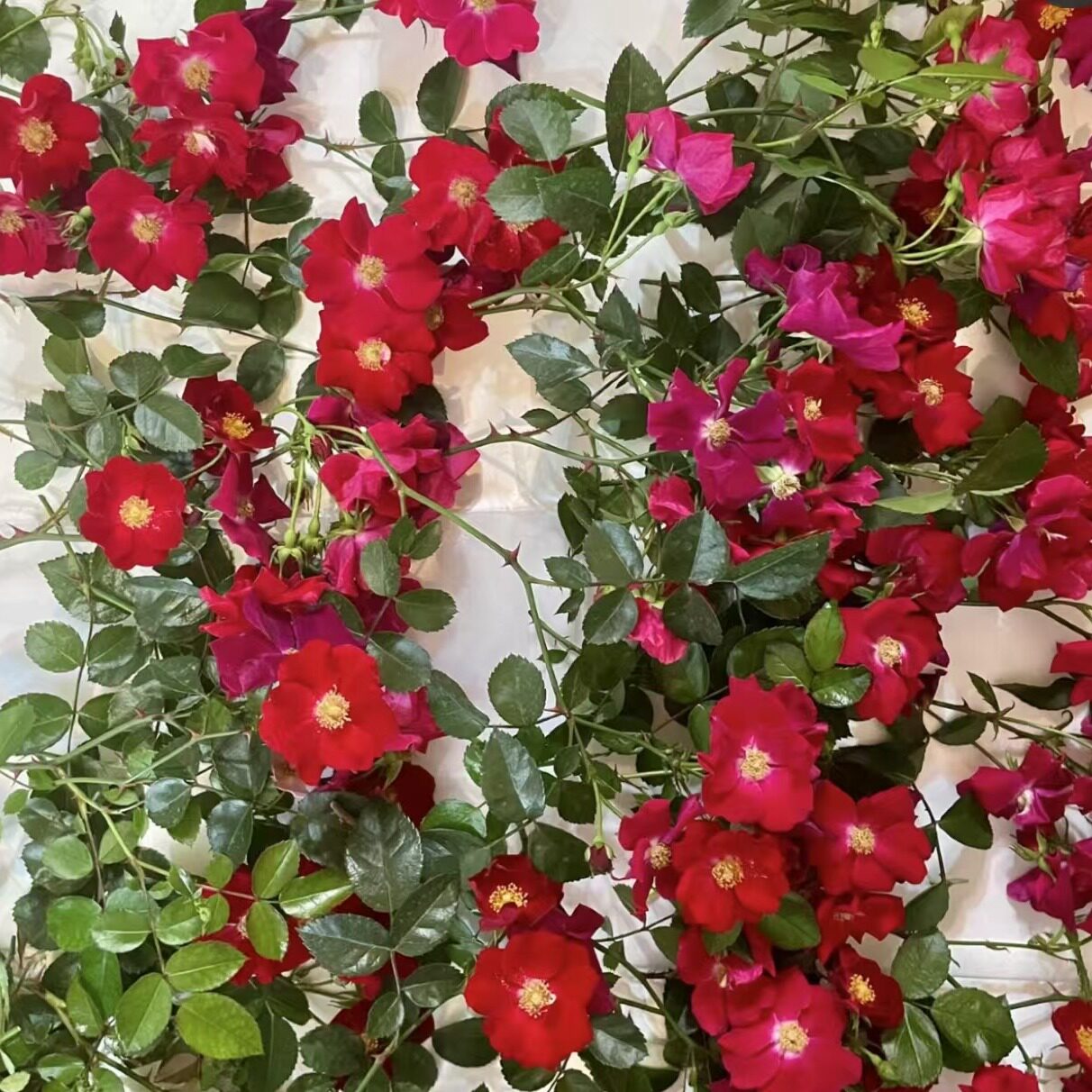 耐寒天鹅绒地毯月季 耐高温开花机器花期长低维护庭院地被月季花