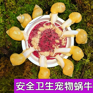 无菌蜗牛活体宠物懒人好养非白玉明珠大小蜗牛学生科学观察实验用