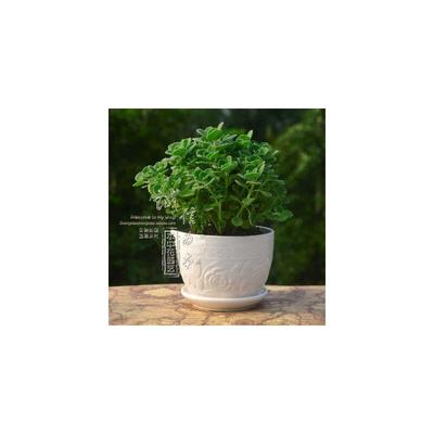 碰碰香盆栽包邮 一抹香 香草多肉植物四季常青 绿植花卉包邮