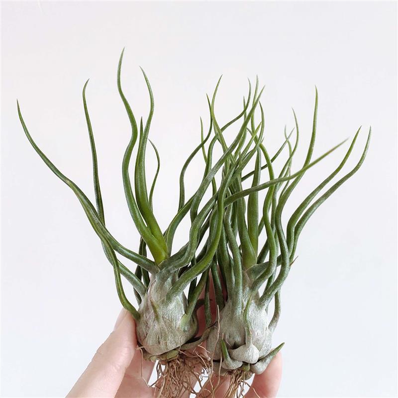 空气凤梨 章鱼x电卷 showtime 稀有品种植物花卉盆栽绿植