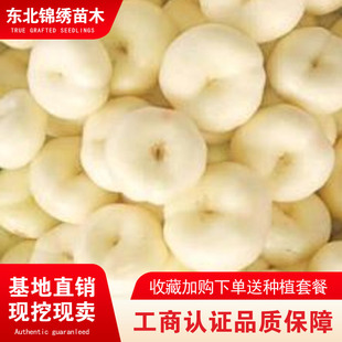 嫁接白油蟠桃苗盆栽奶油白蟠桃树苗庭院地栽美国白玉蟠种植果树苗