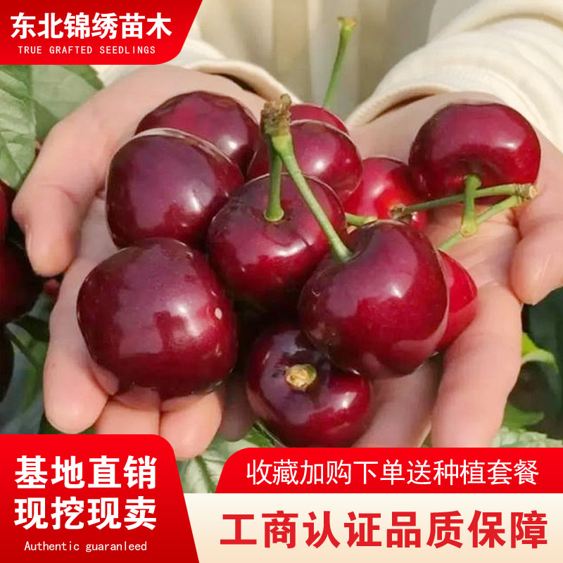 俄罗斯八号嫁接耐寒大樱桃果树苗