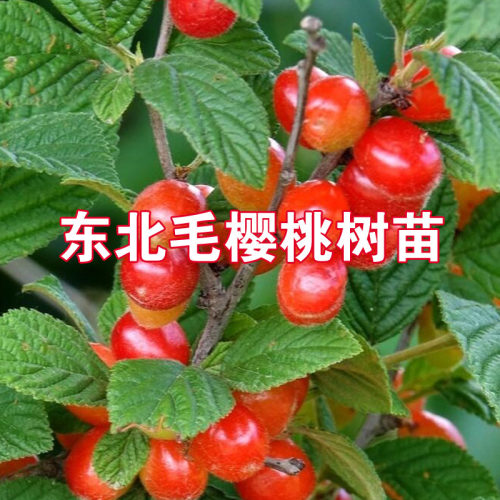 毛樱桃树苗东北小樱桃果树苗耐寒儿时回忆家庭盆栽庭院观花观果苗
