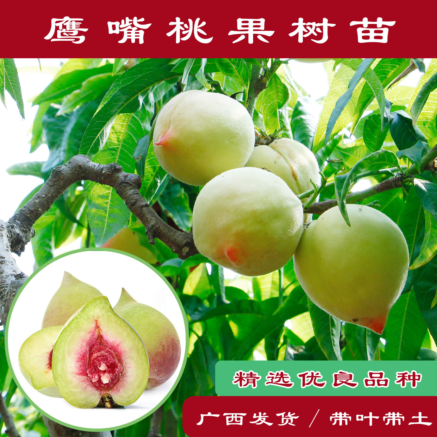 鹰嘴桃果树苗正宗嫁接苗大果桃树