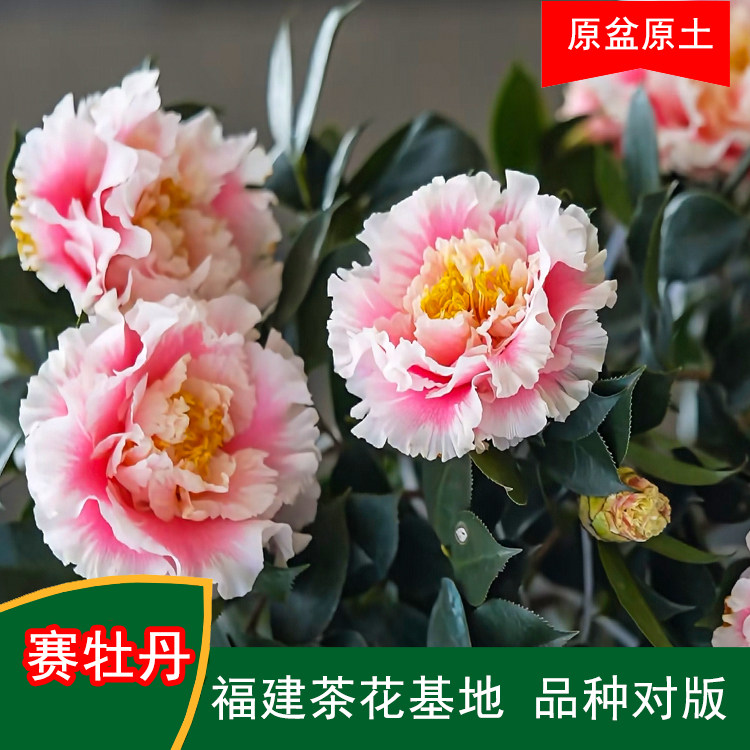 赛牡丹珍贵品种茶花四季常青观花绿植阳台庭院窗台花卉基地直发,鲜花速递/花卉仿真/绿植园艺,绿植,淘宝优惠券,粉丝福利购,淘宝优惠卷
