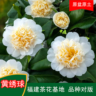 黄绣球珍贵品种茶花四季常青观花绿植阳台庭院窗台花卉基地直发