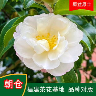朝仓茶梅珍贵品种茶花四季常青观花绿植阳台庭院窗台花卉基地直发