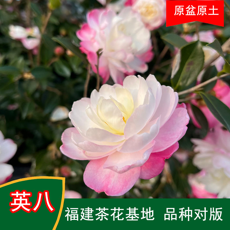 英八茶梅珍贵品种茶花四季常青观花绿植阳台庭院窗台花卉基地直发
