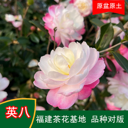 英八茶梅珍贵品种茶花四季常青观花绿植阳台庭院窗台花卉基地直发