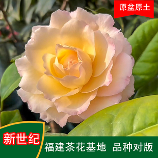 新世纪珍贵品种茶花四季常青观花绿植阳台庭院窗台花卉基地直发