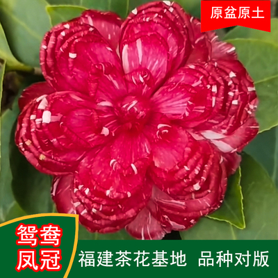 鸳鸯凤冠珍贵品种茶花四季常青观花绿植阳台庭院窗台花卉基地直发