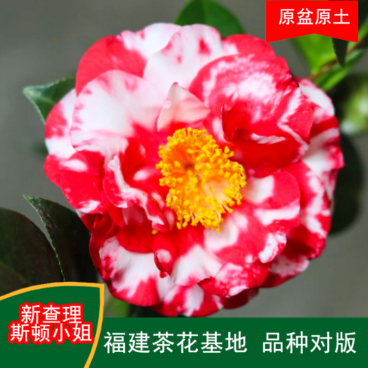 新查理斯顿小姐珍贵品种茶花四季常青观花绿植阳台庭院窗台花卉