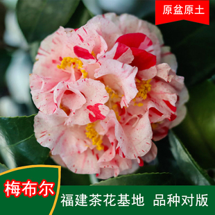 梅布尔珍贵品种茶花四季常青观花绿植阳台庭院窗台花卉基地直发