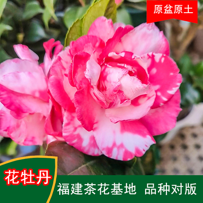 花牡丹珍贵品种茶花四季常青观花绿植阳台庭院窗台花卉基地直发